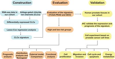 Identification and validation of a signature involving voltage-gated chloride ion channel genes for prediction of prostate cancer recurrence